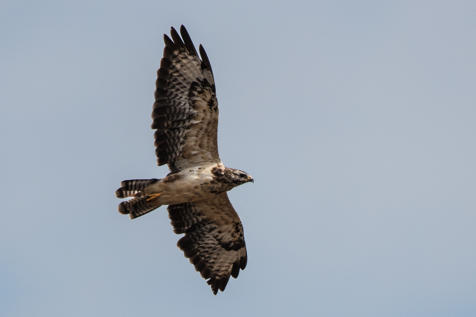 Mäusebussard