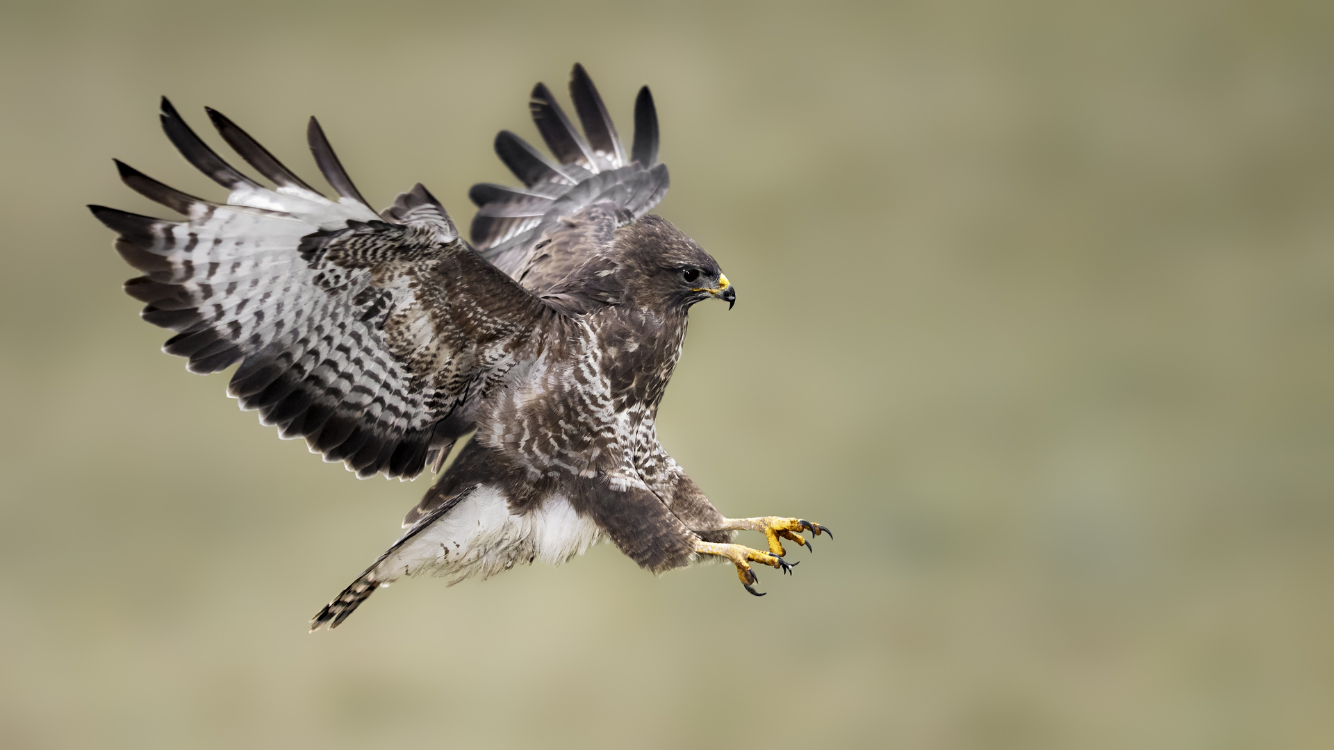 Mäusebussard