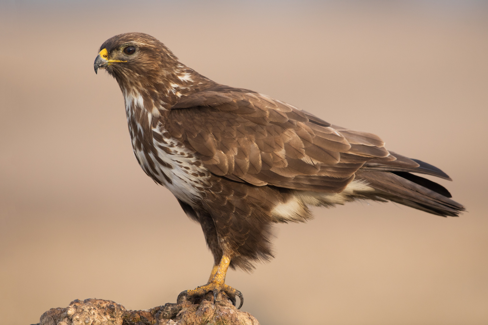 Mäusebussard Foto & Bild | tiere, wildlife, wild lebende vögel Bilder