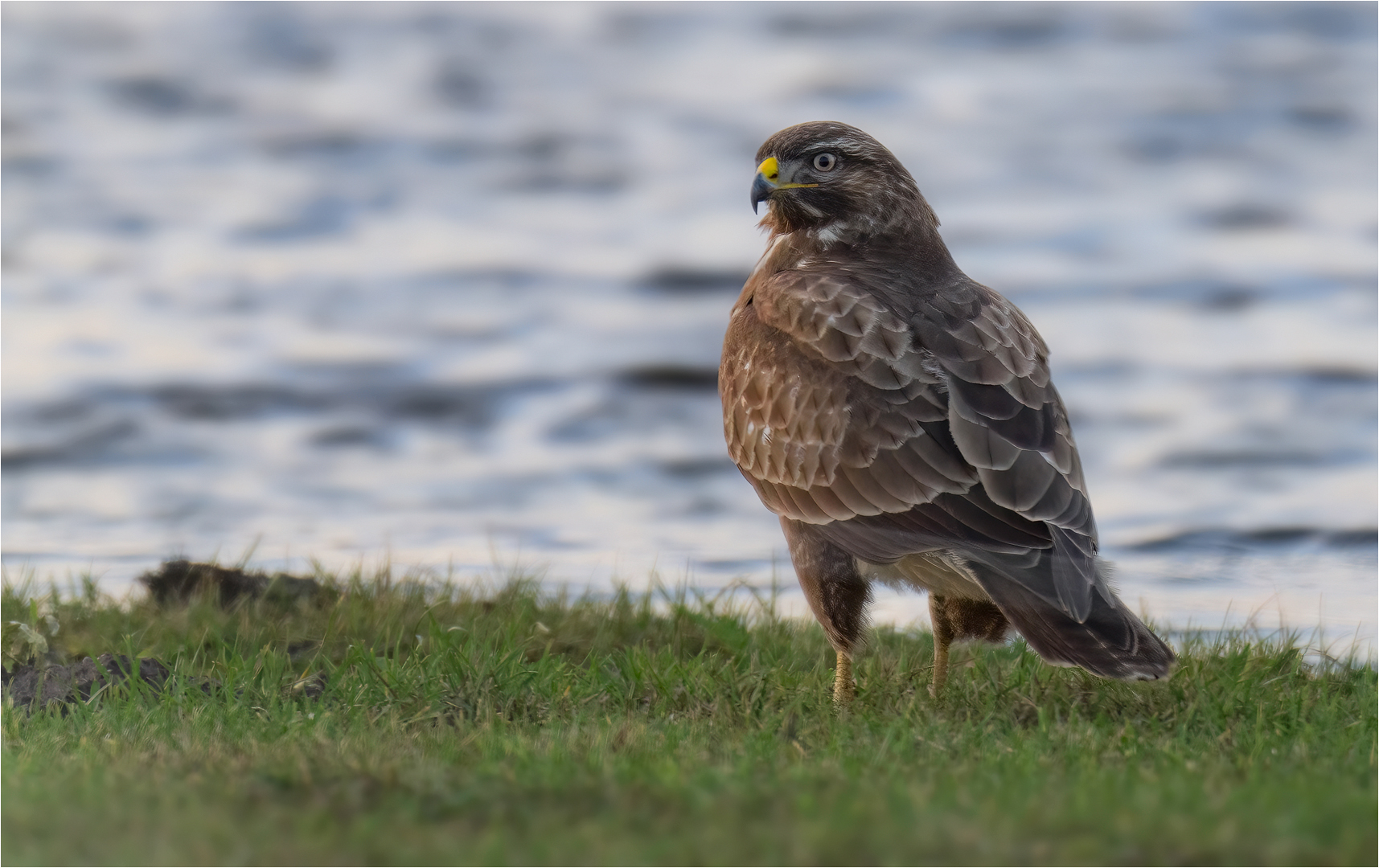 Mäusebussard