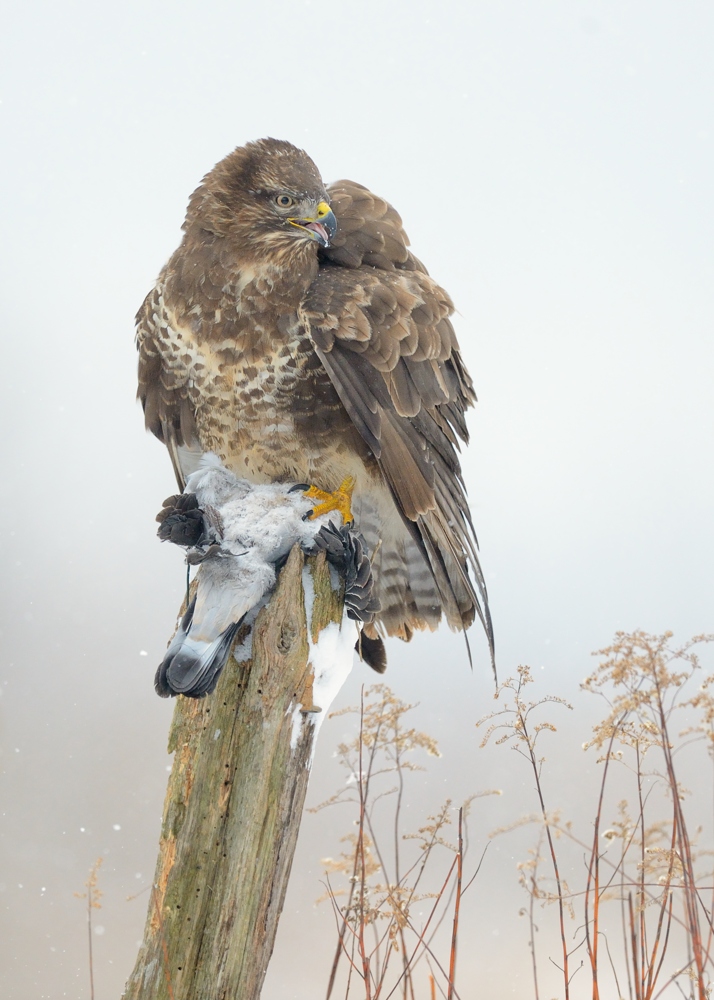 Mäusebussard