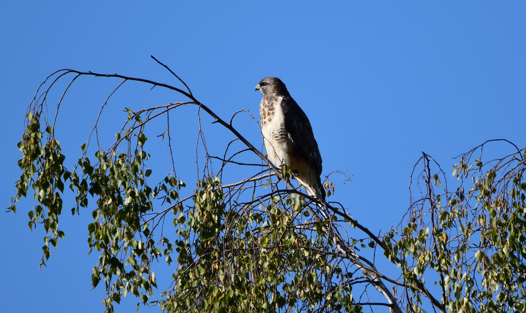 Mäusebussard