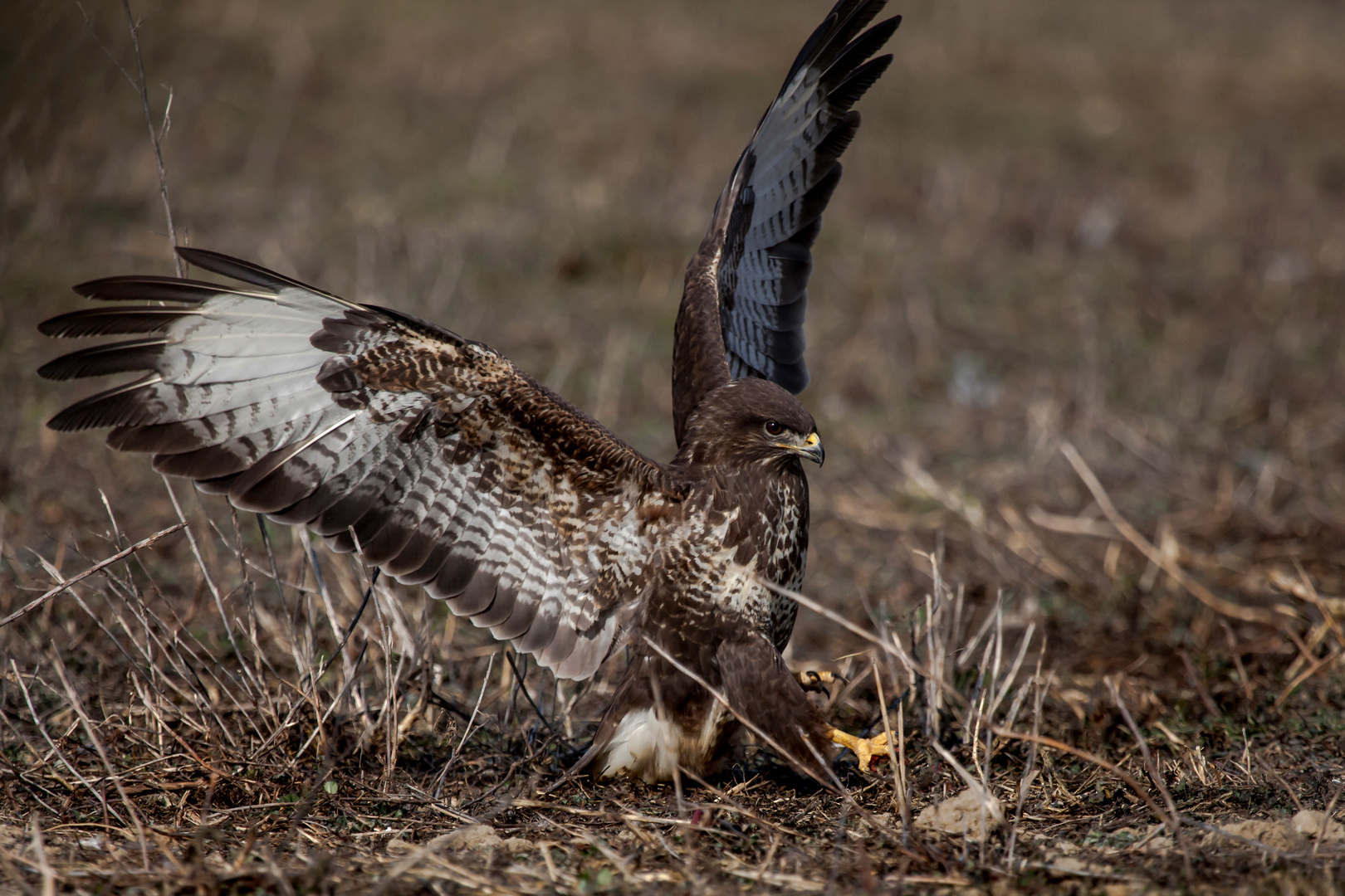 Mäusebussard