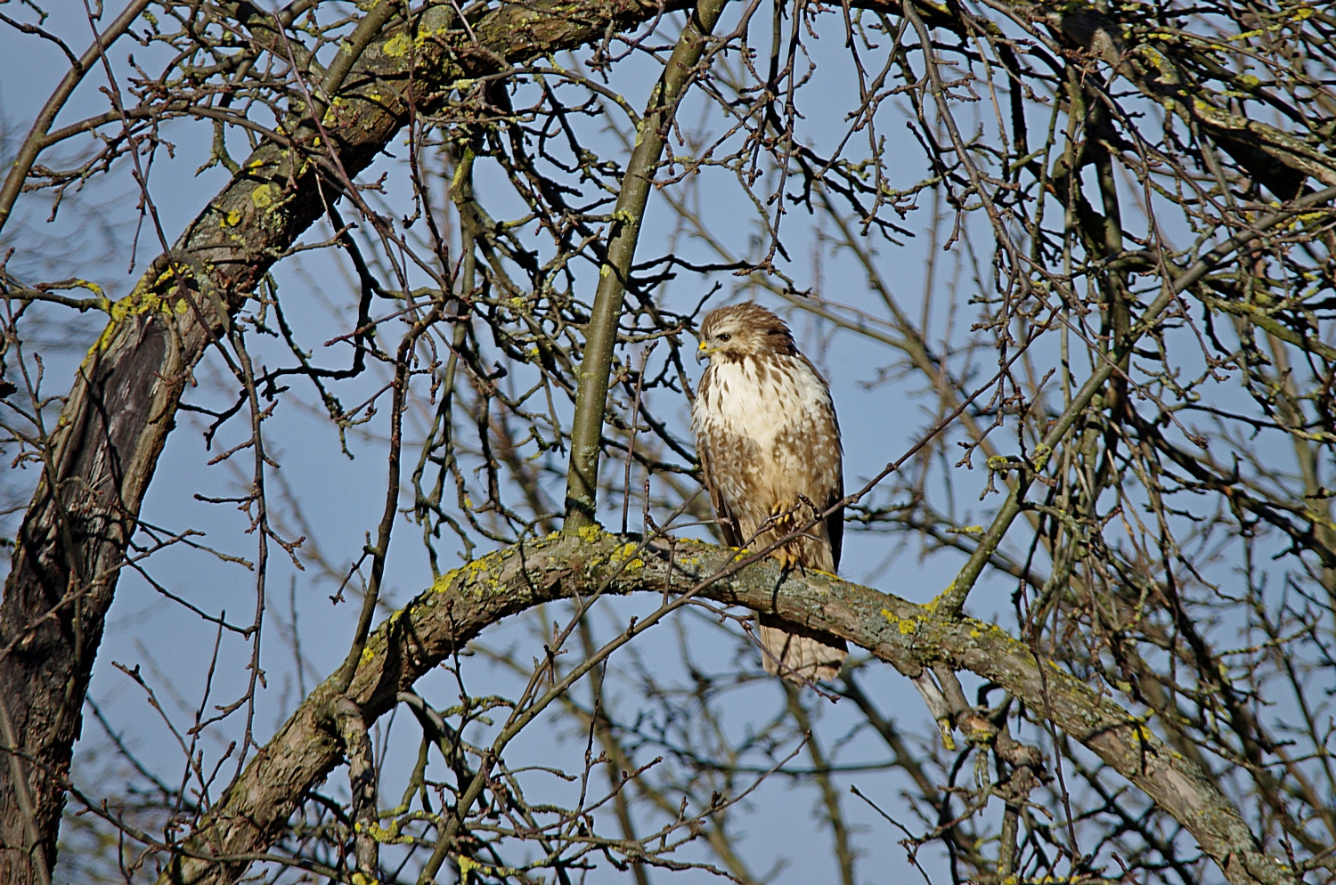 Mäusebussard 28.2.15