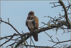 Mäusebussard