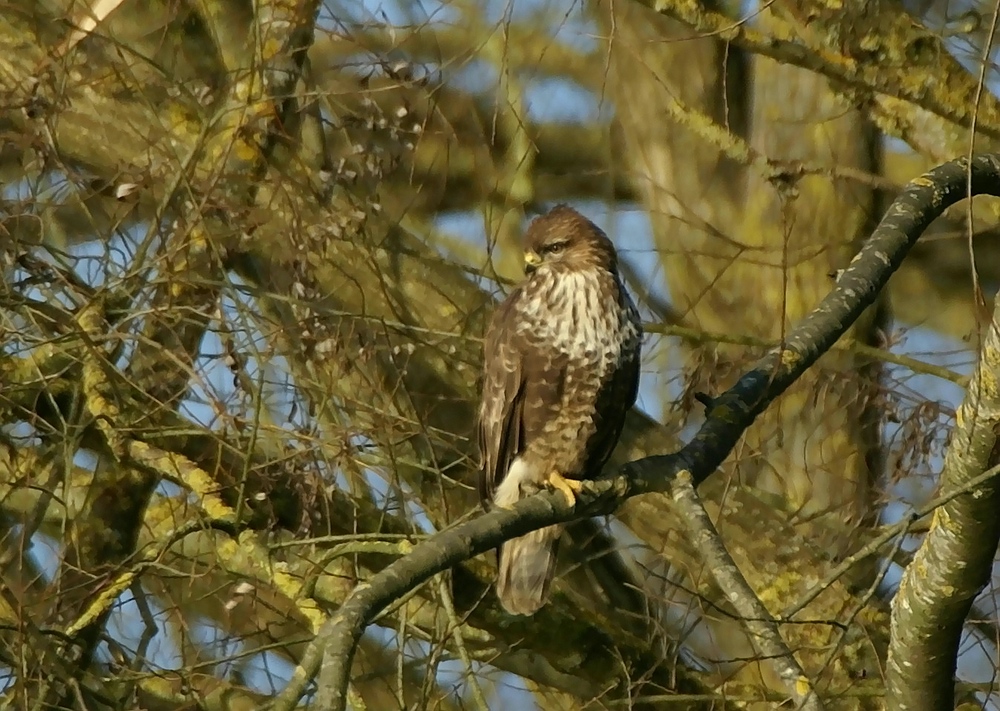 Mäusebussard