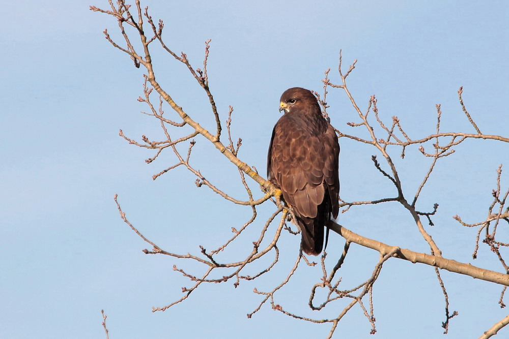 Mäusebussard