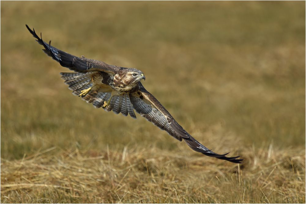 Mäusebussard