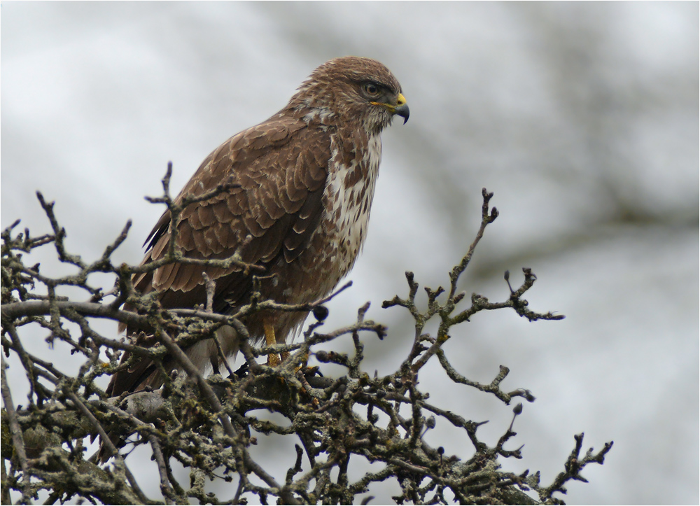 Mäusebussard