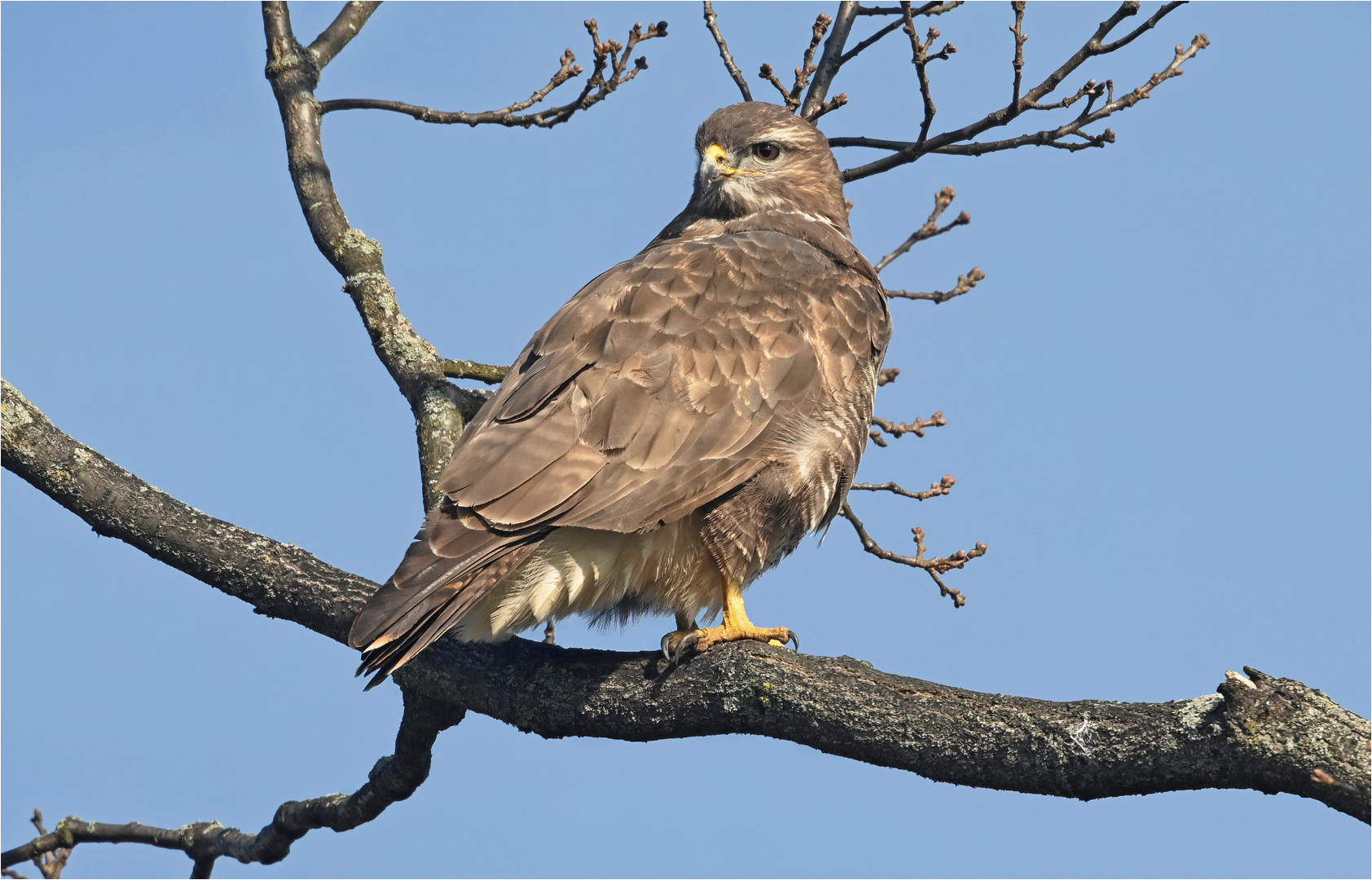 Mäusebussard 