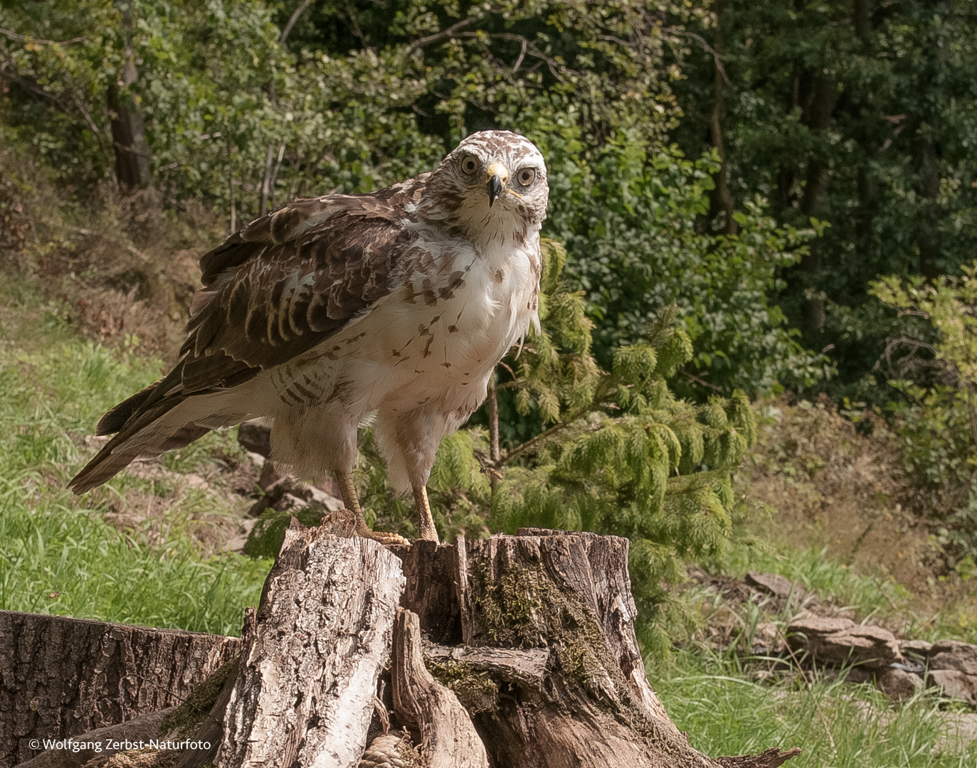   -- Mäusebussard  --