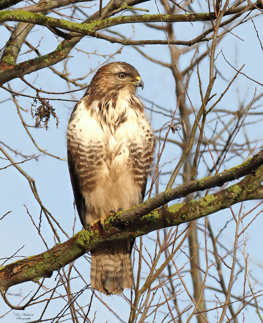 Mäusebussard