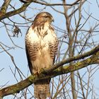 Mäusebussard