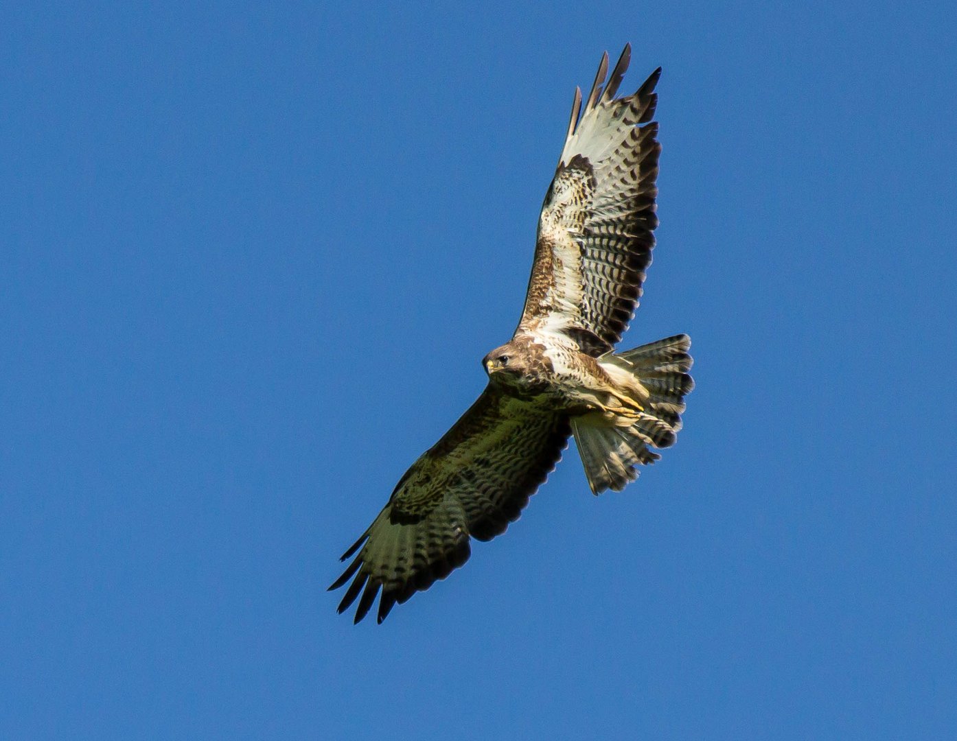 Mäusebussard