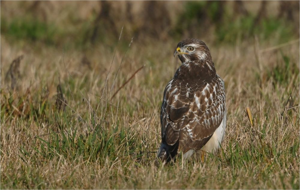 Mäusebussard