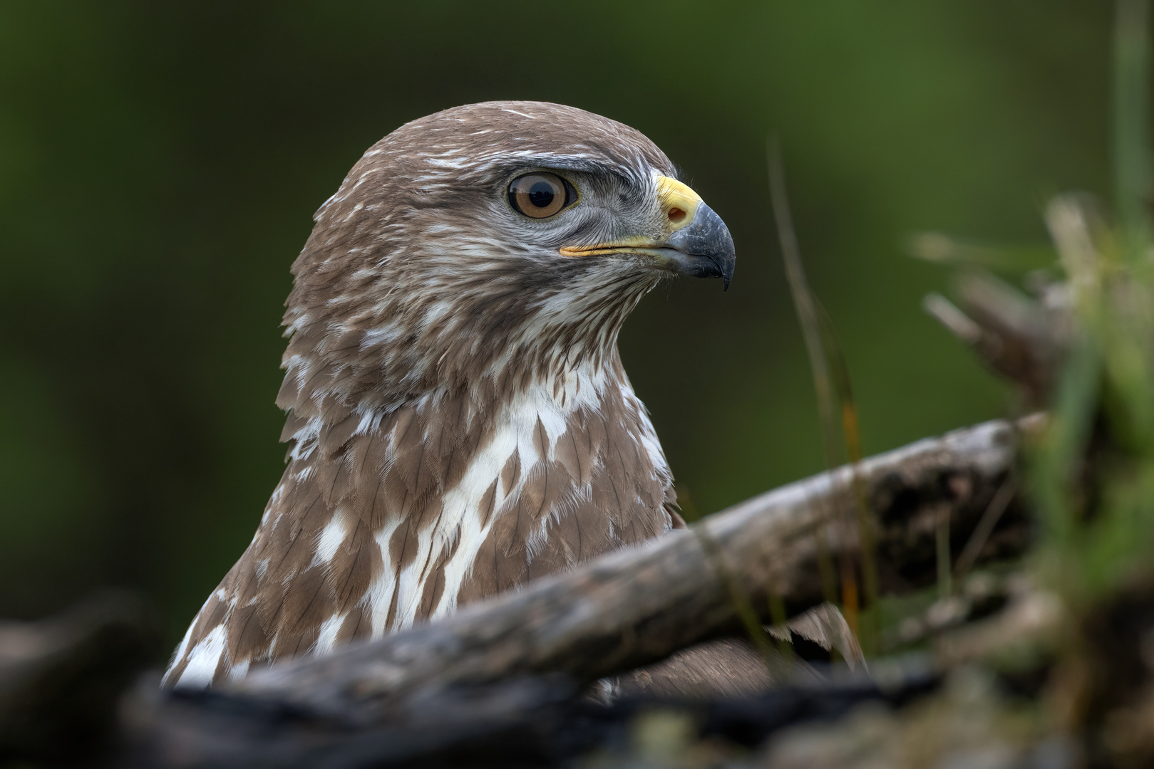 Mäusebussard