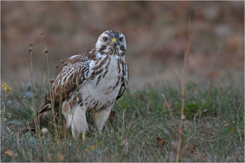 Mäusebussard