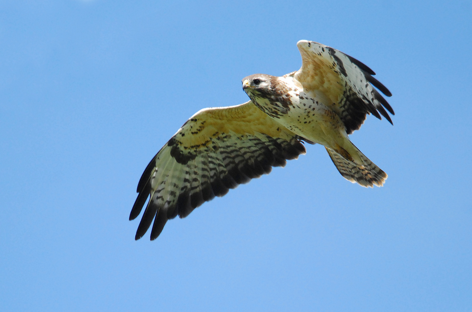 Mäusebussard