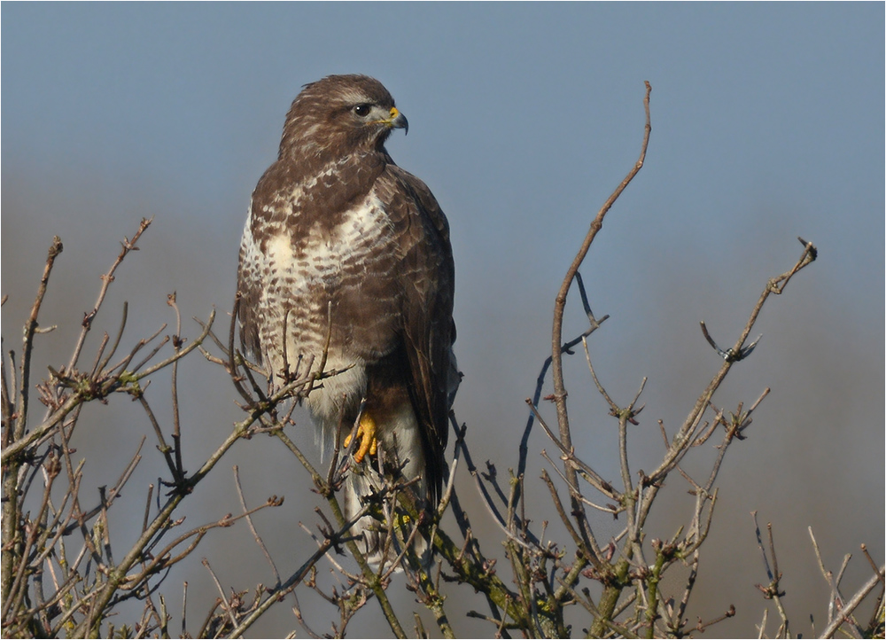 Mäusebussard