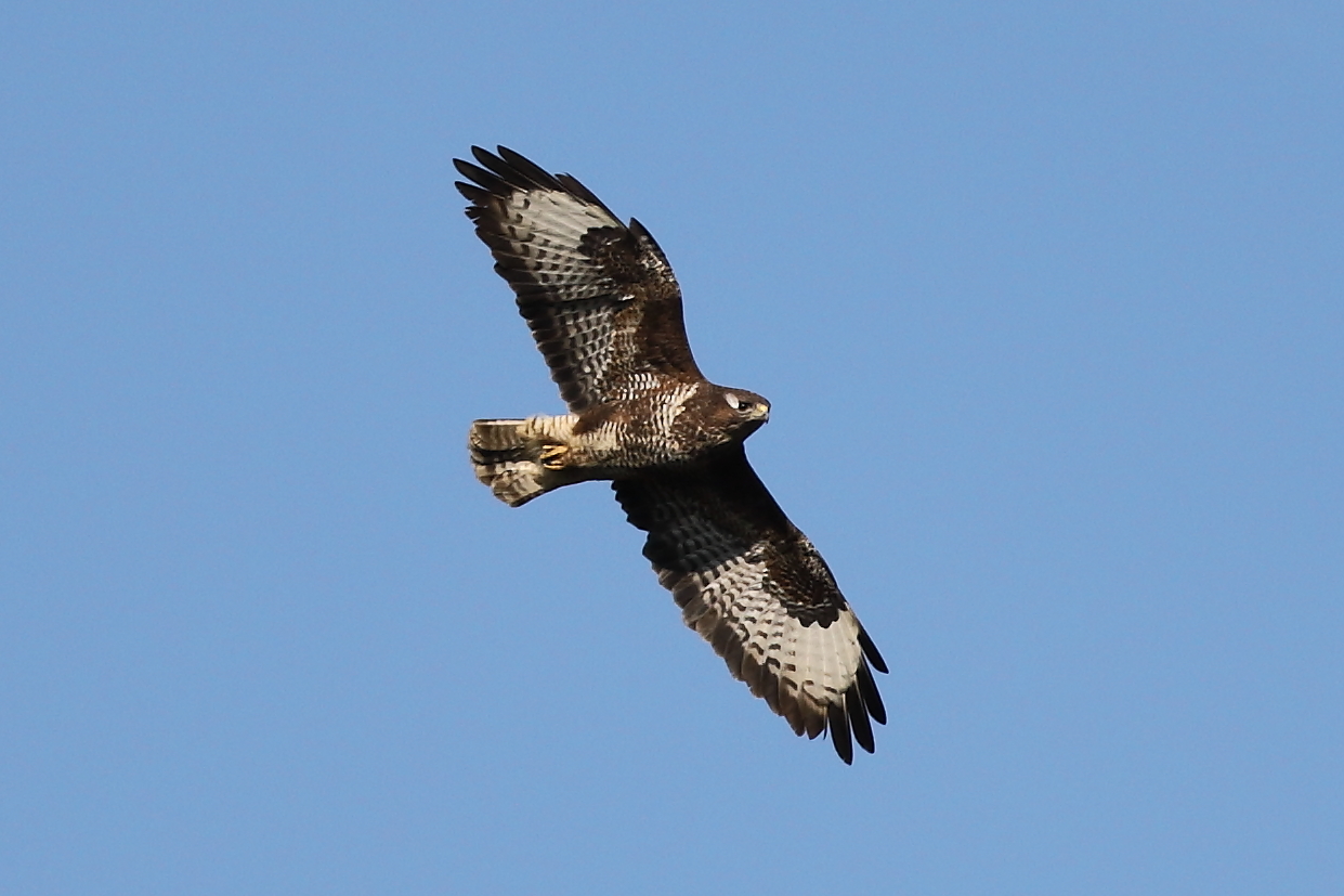 Mäusebussard 3