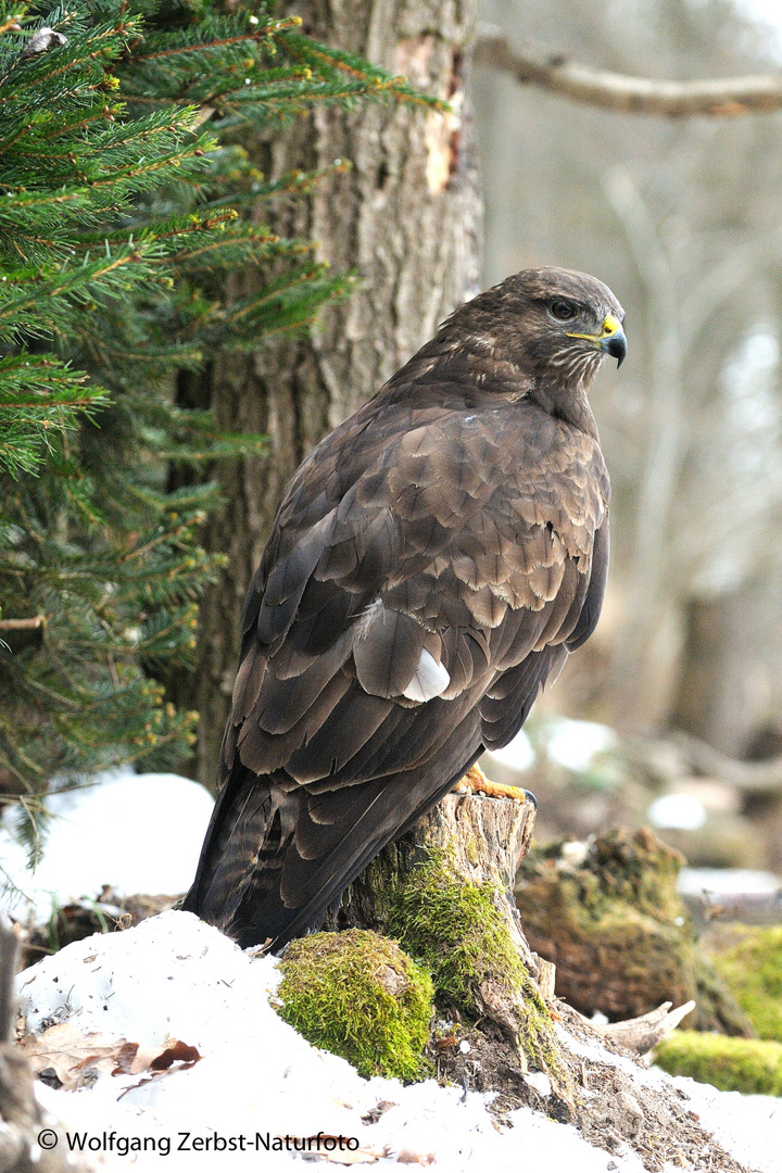 --- Mäusebussard 3 ---