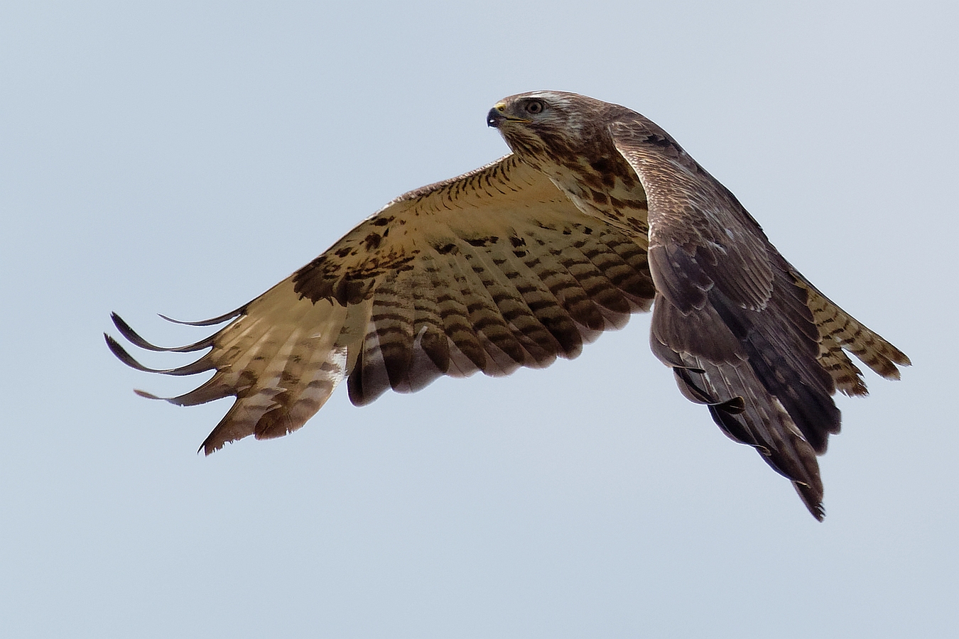 Mäusebussard (3)