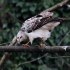 Mäusebussard 3 (Buteo buteo)