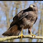 - Mäusebussard 3 - ( Buteo buteo )