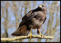 - Mäusebussard 3 - ( Buteo buteo )