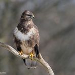 --- Mäusebussard 3 ----        ( Buteo buteo )