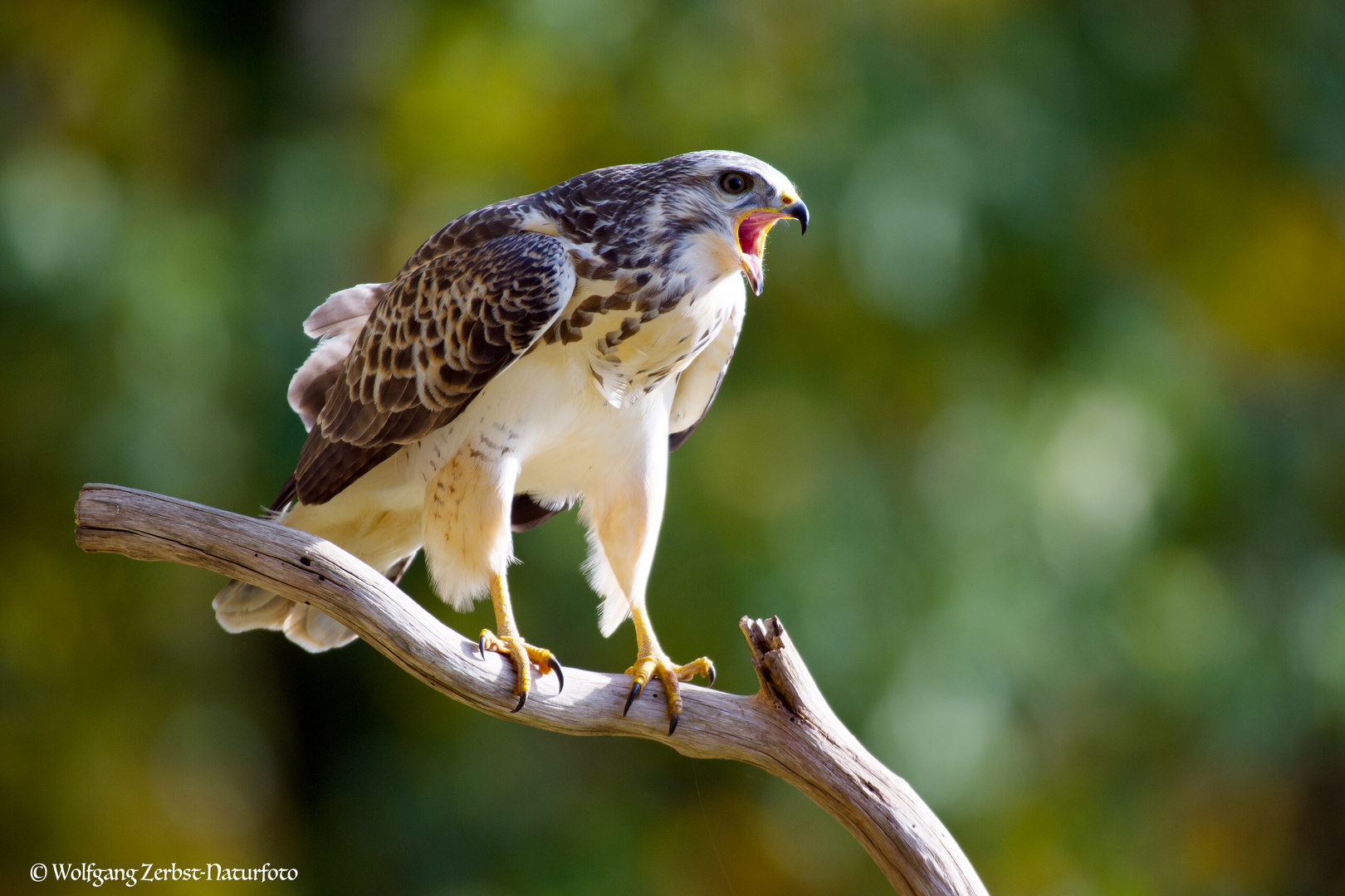 --- Mäusebussard 3 ---            (  Buteo buteo )