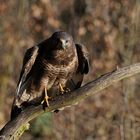 --- Mäusebussard 3 ---        ( Buteo buteo )