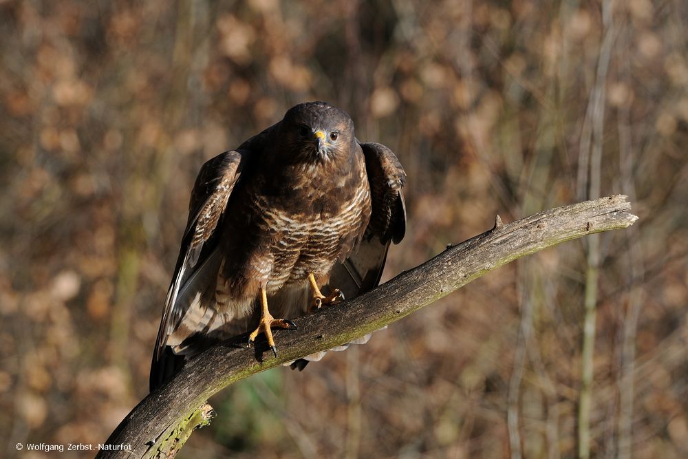 Mäusebussard 3 --- ( Buteo buteo ) Foto & Bild | natur, vögel, wildlife ... Buteo Buteo
