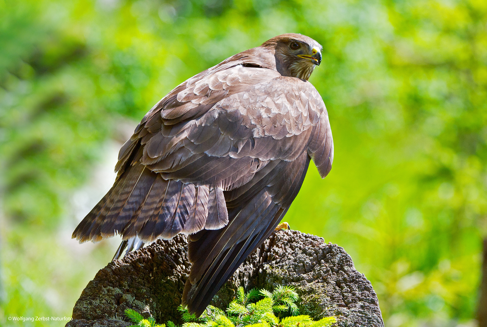 --- Mäusebussard 3 ---       ( Buteo buteo )