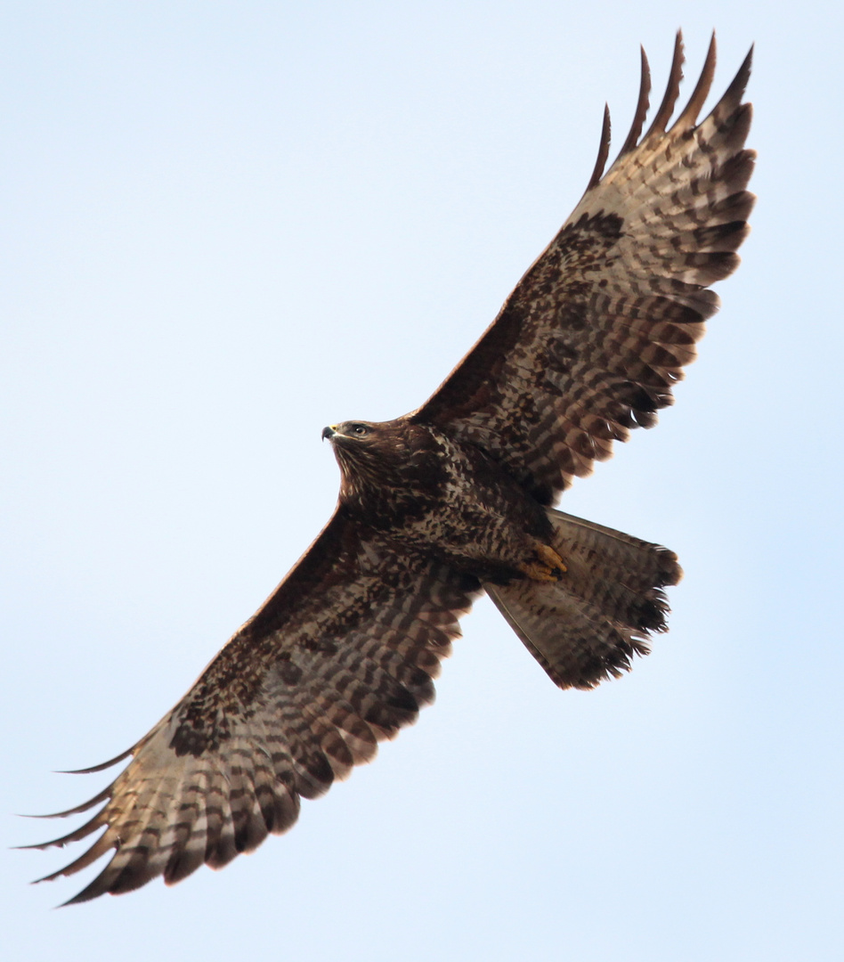 Mäusebussard 3 (Buteo buteo)