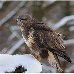 - Mäusebussard 3 - ( Buteo buteo )