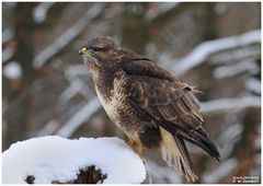 - Mäusebussard 3 - ( Buteo buteo )