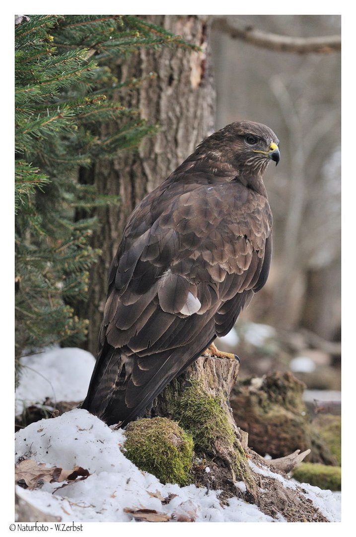 + Mäusebussard 3 Meter vor meinem Ansitz +     (Buteo buteo)