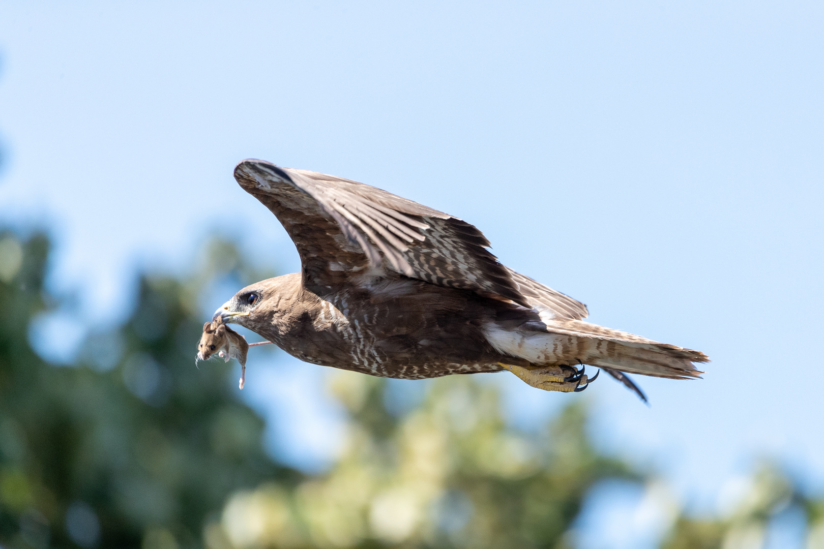 Mäusebussard 3 von 3