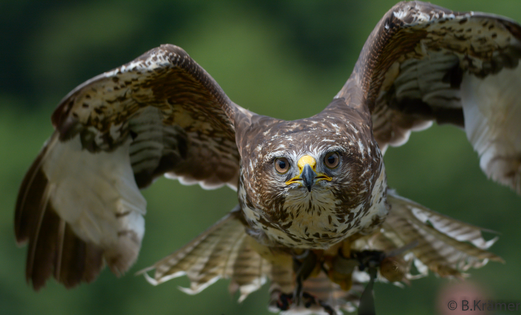 Mäusebussard