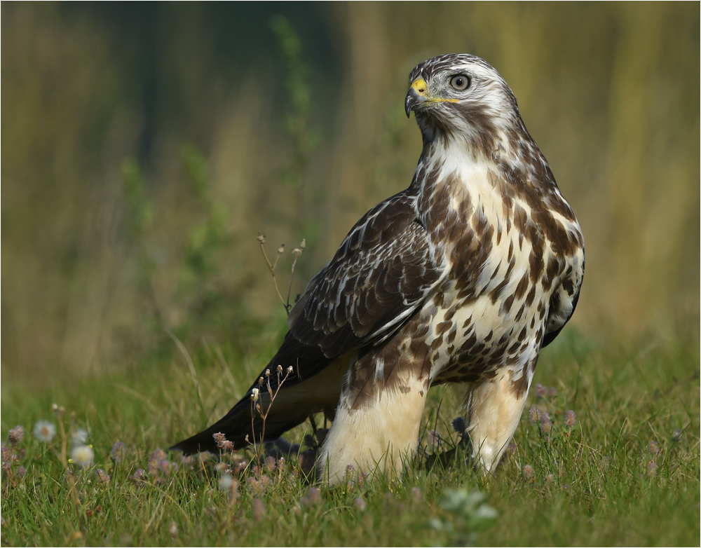 Mäusebussard Foto & Bild tiere, wildlife, wild lebende vögel Bilder