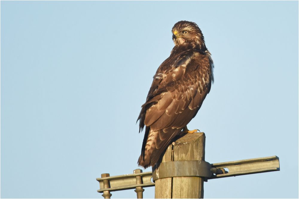 Mäusebussard