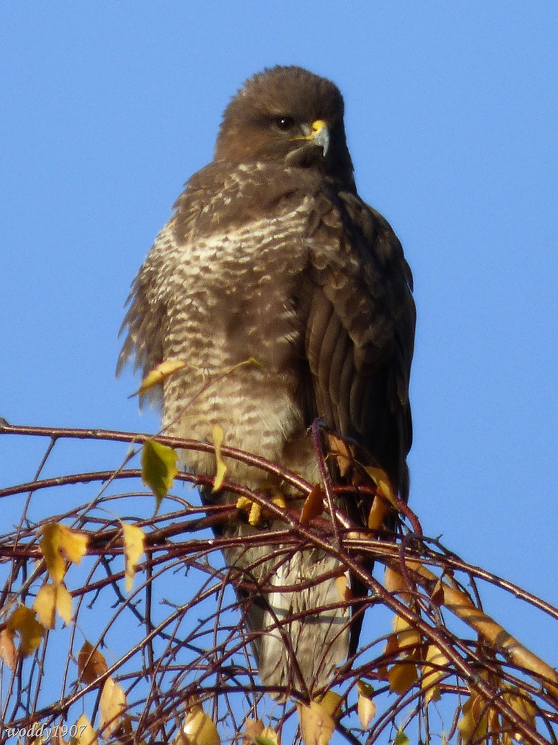 Mäusebussard