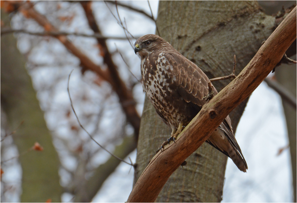 Mäusebussard