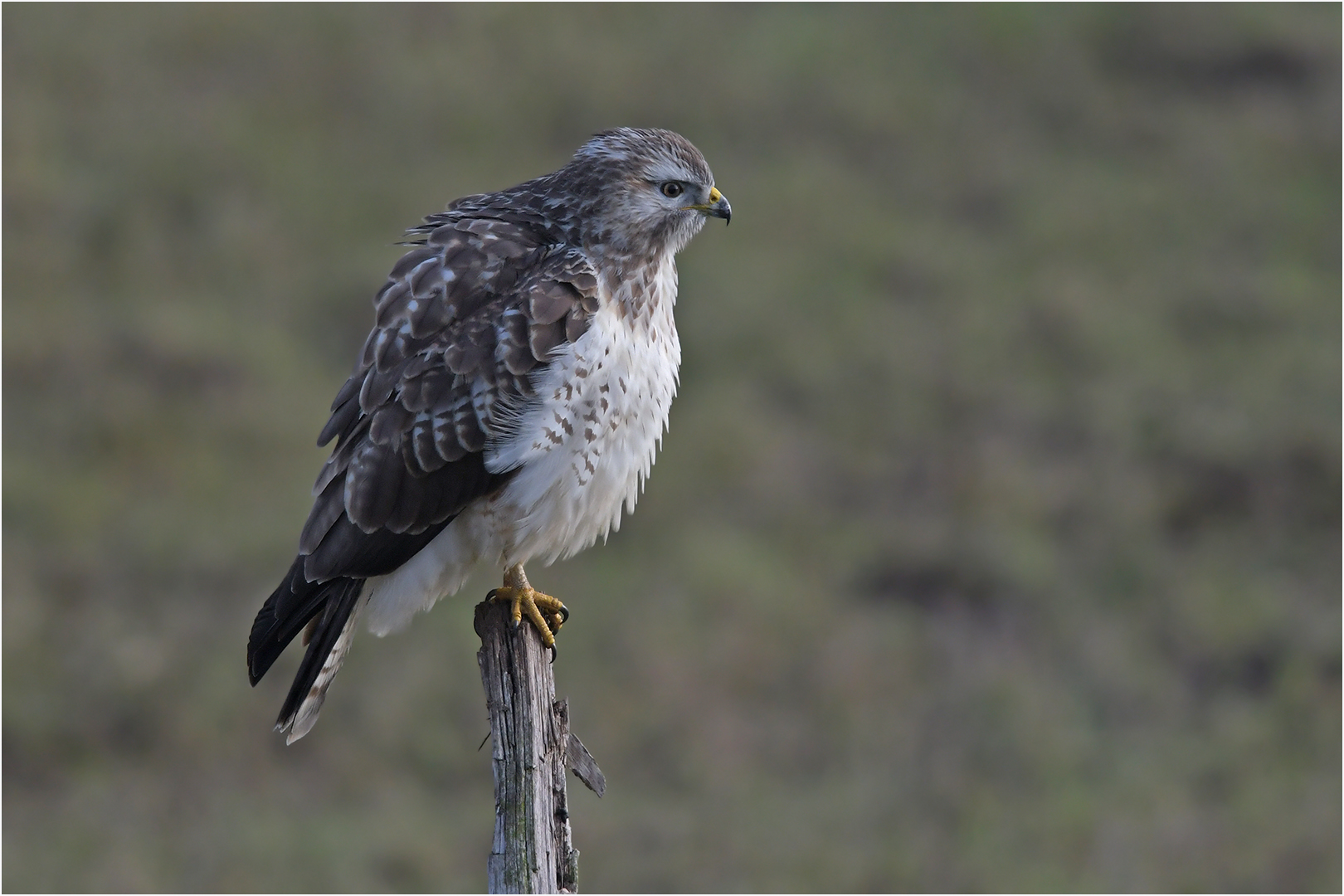 Mäusebussard