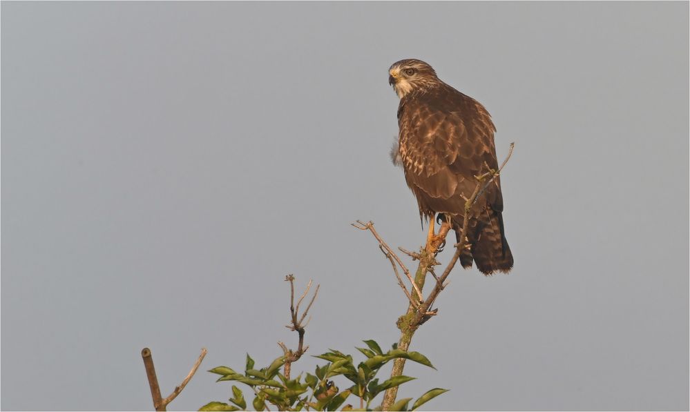 Mäusebussard 