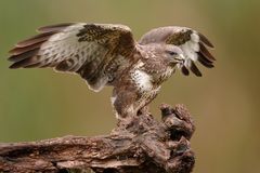Mäusebussard