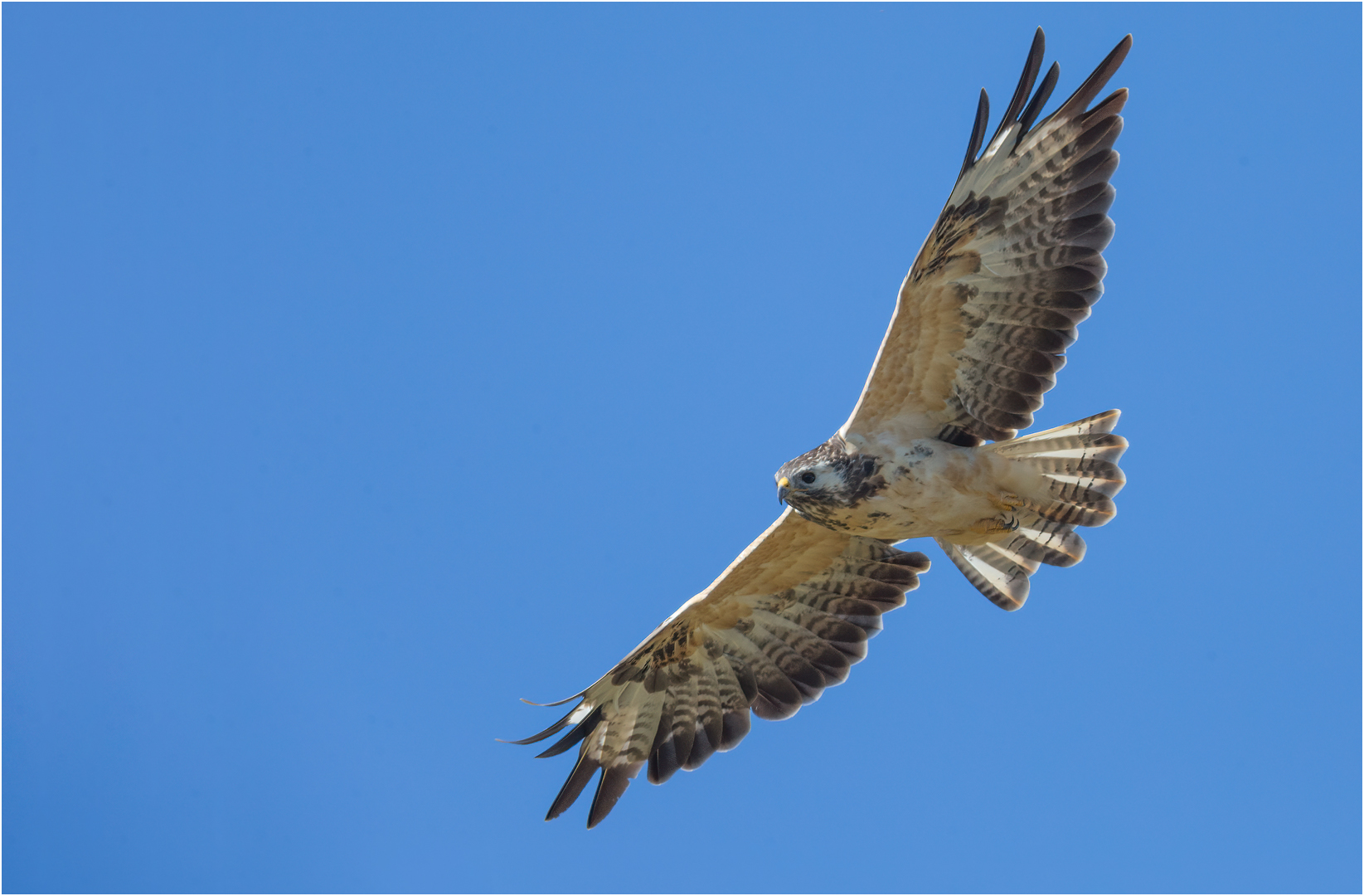 Mäusebussard