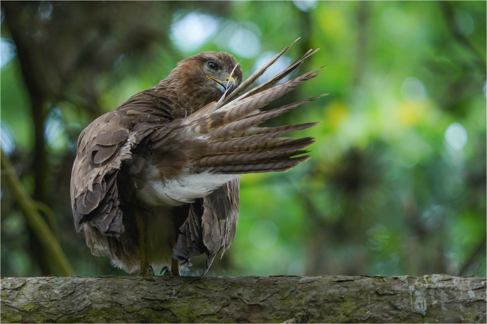 Mäusebussard