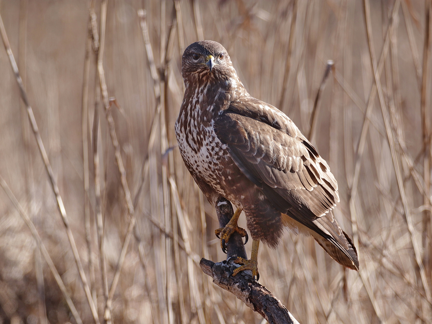 Mäusebussard